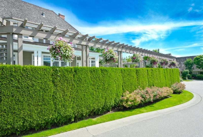 Un brise vue v&eacute;g&eacute;tal change l'ambiance d'un jardin pr&egrave;s d'Angers