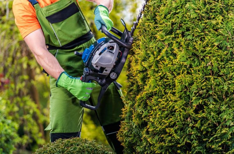 La taille des haies et arbustes rythme l'entretien du jardin &agrave; Angers